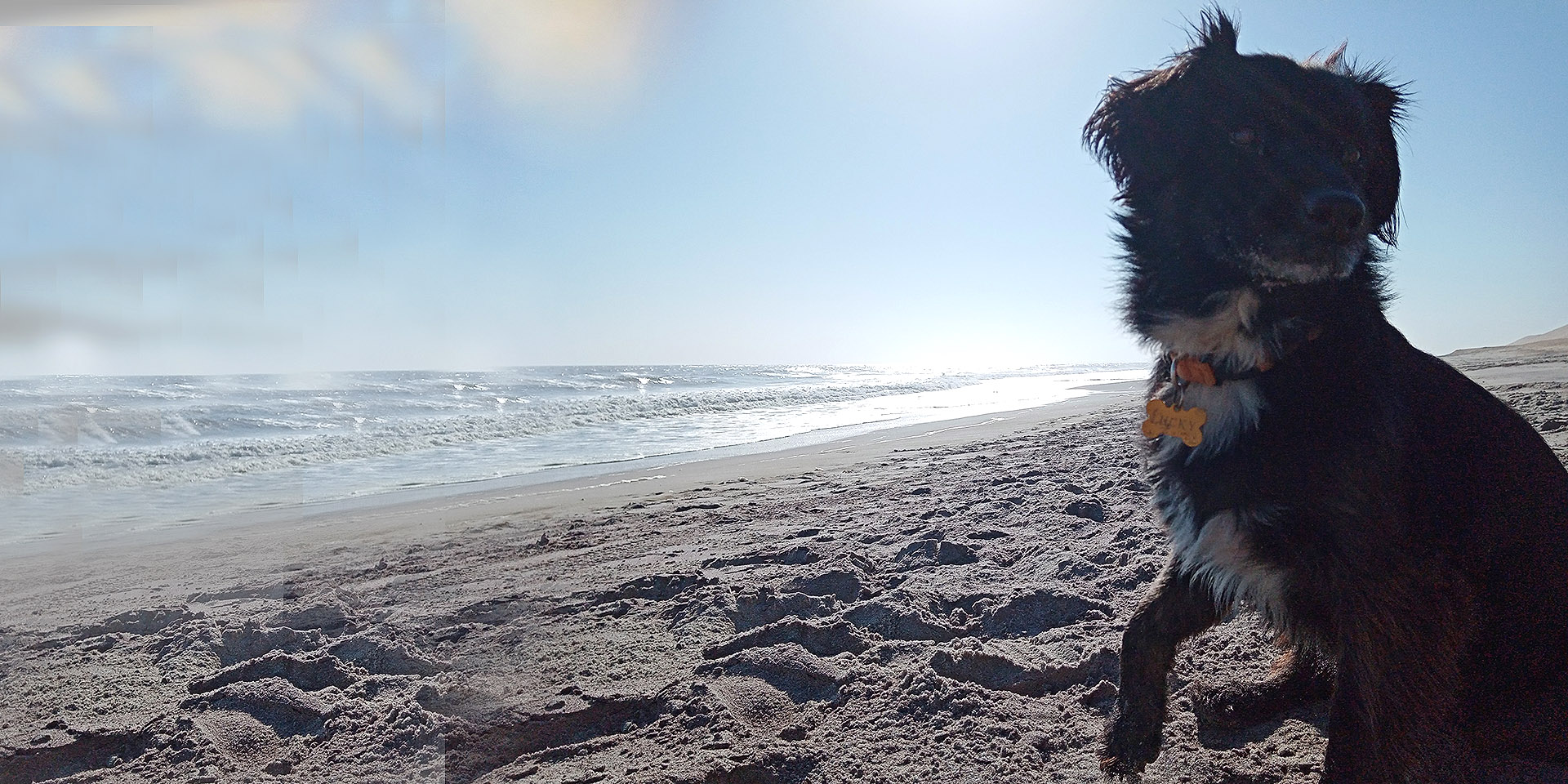 Dog on the beach, Namibia